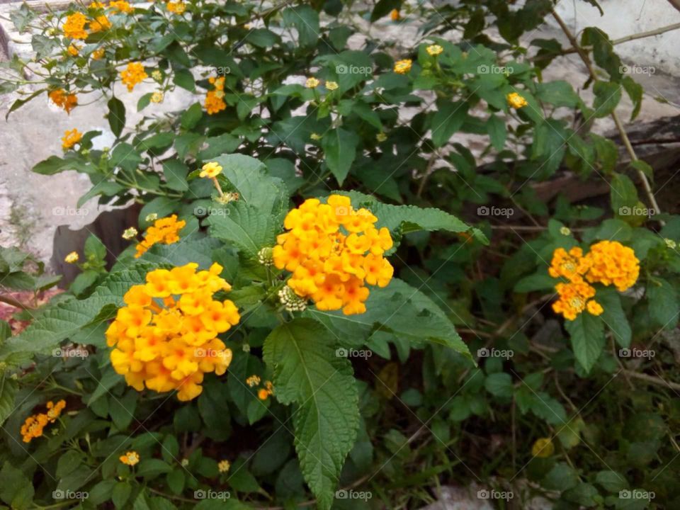 Yellow flowers