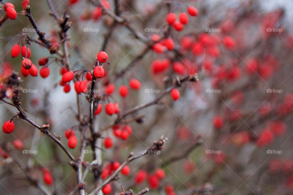 Red ripe berries