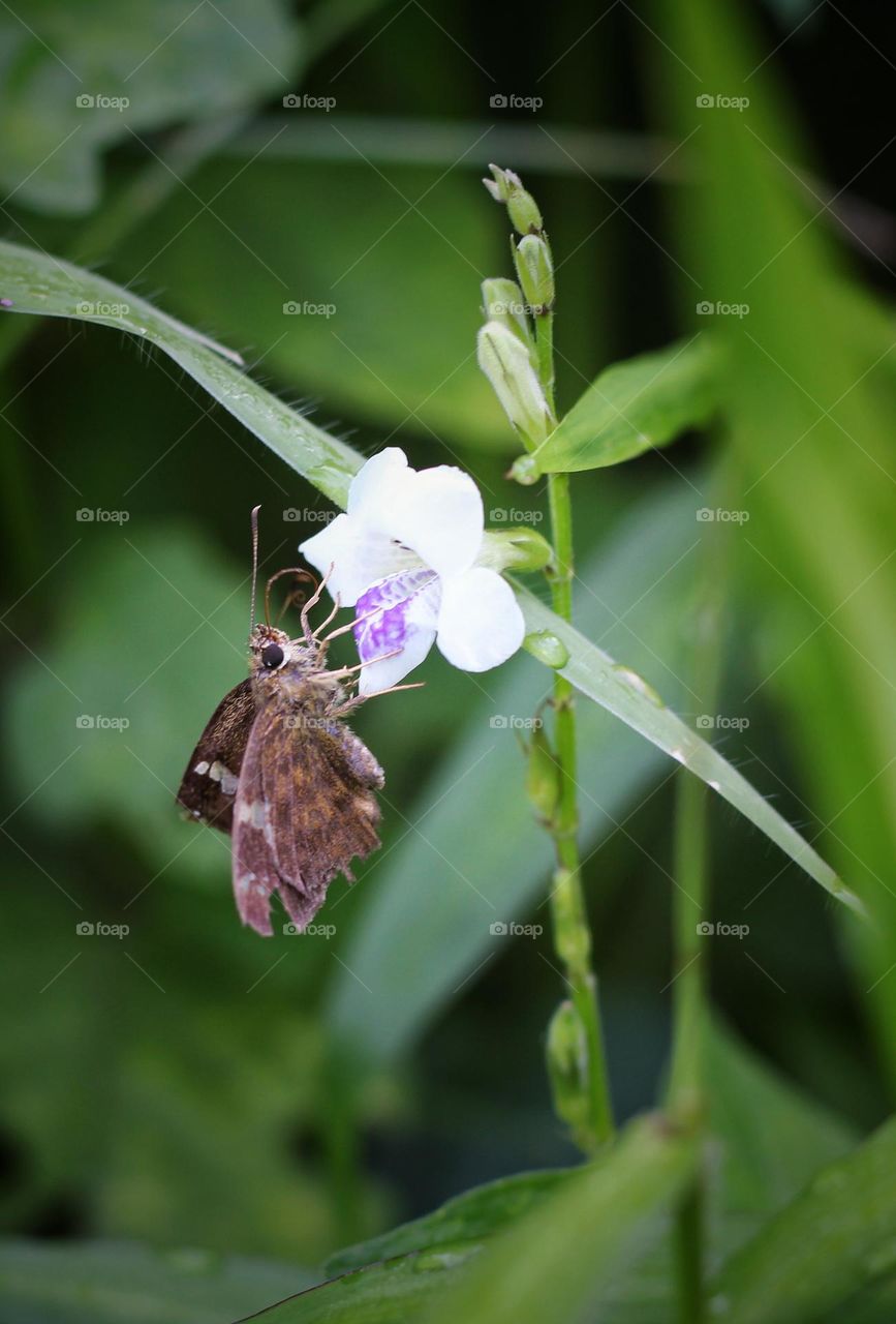 Butterflies and flowers