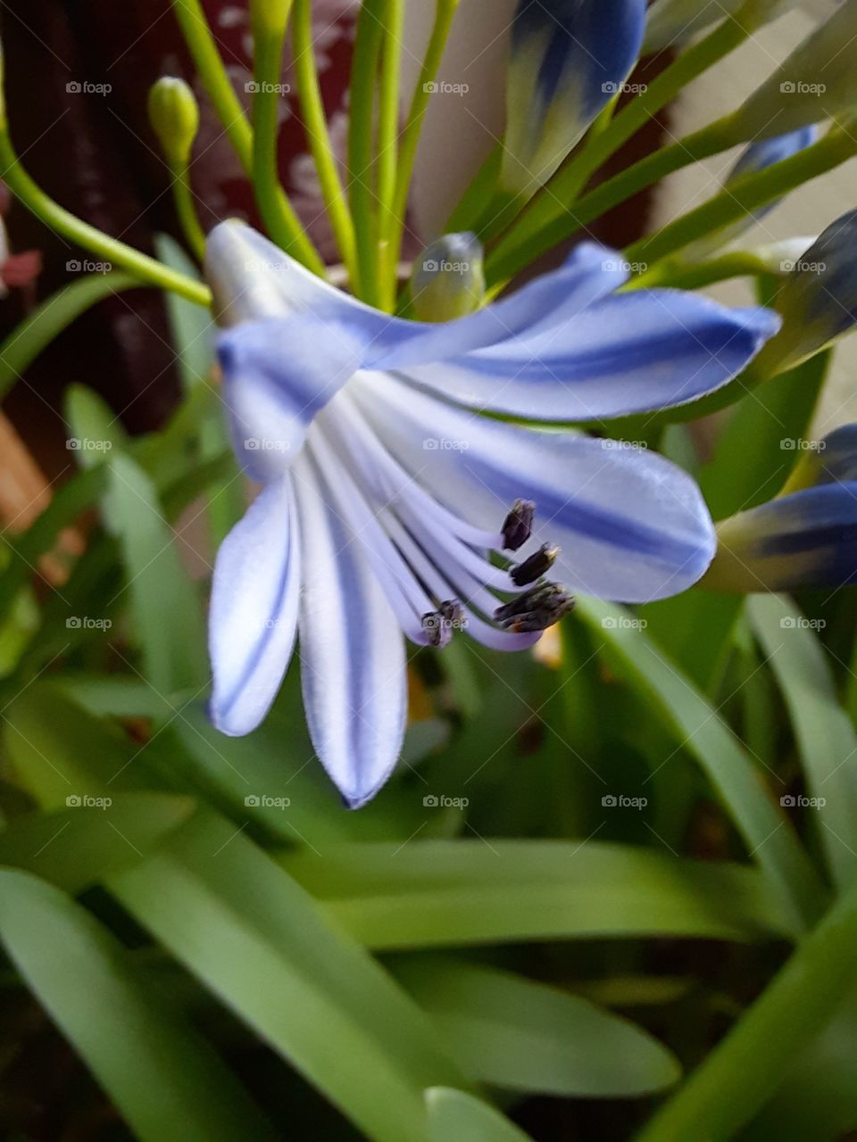 first open bud of blue agapanthus  flower