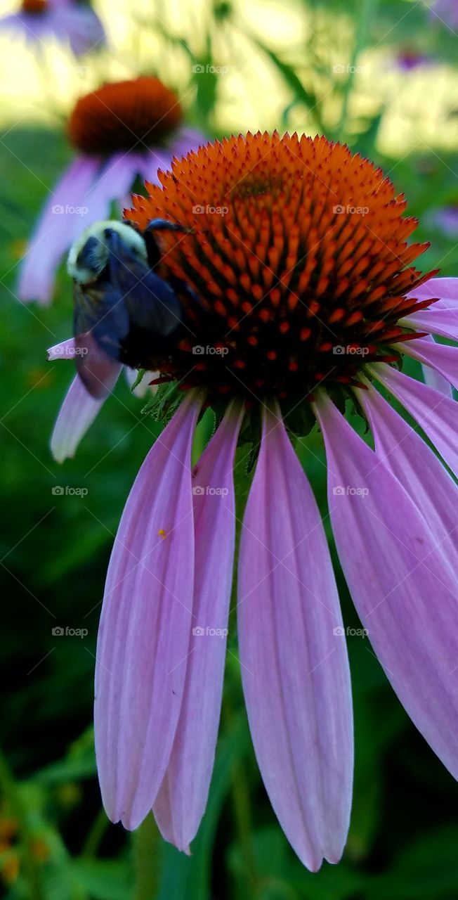 a flower and a bee