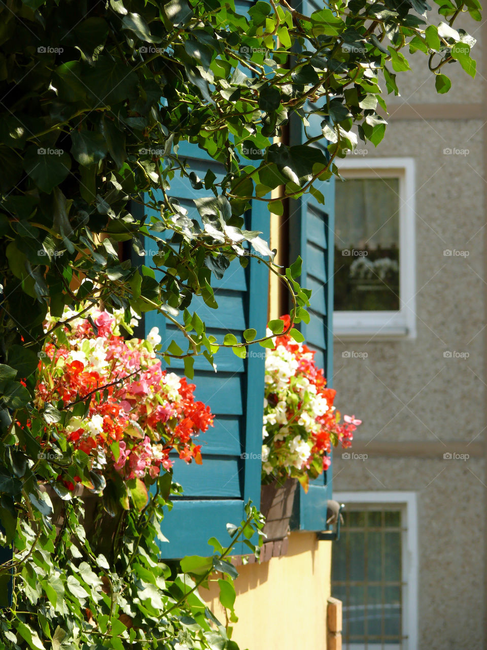 Flowers and plants growing on house window