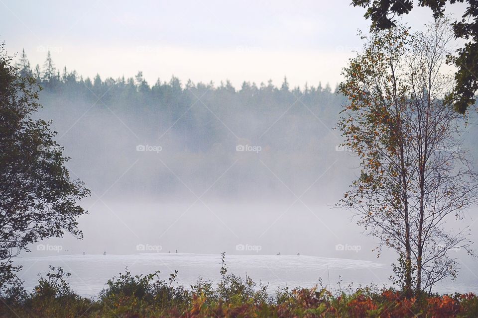 Foggy lake