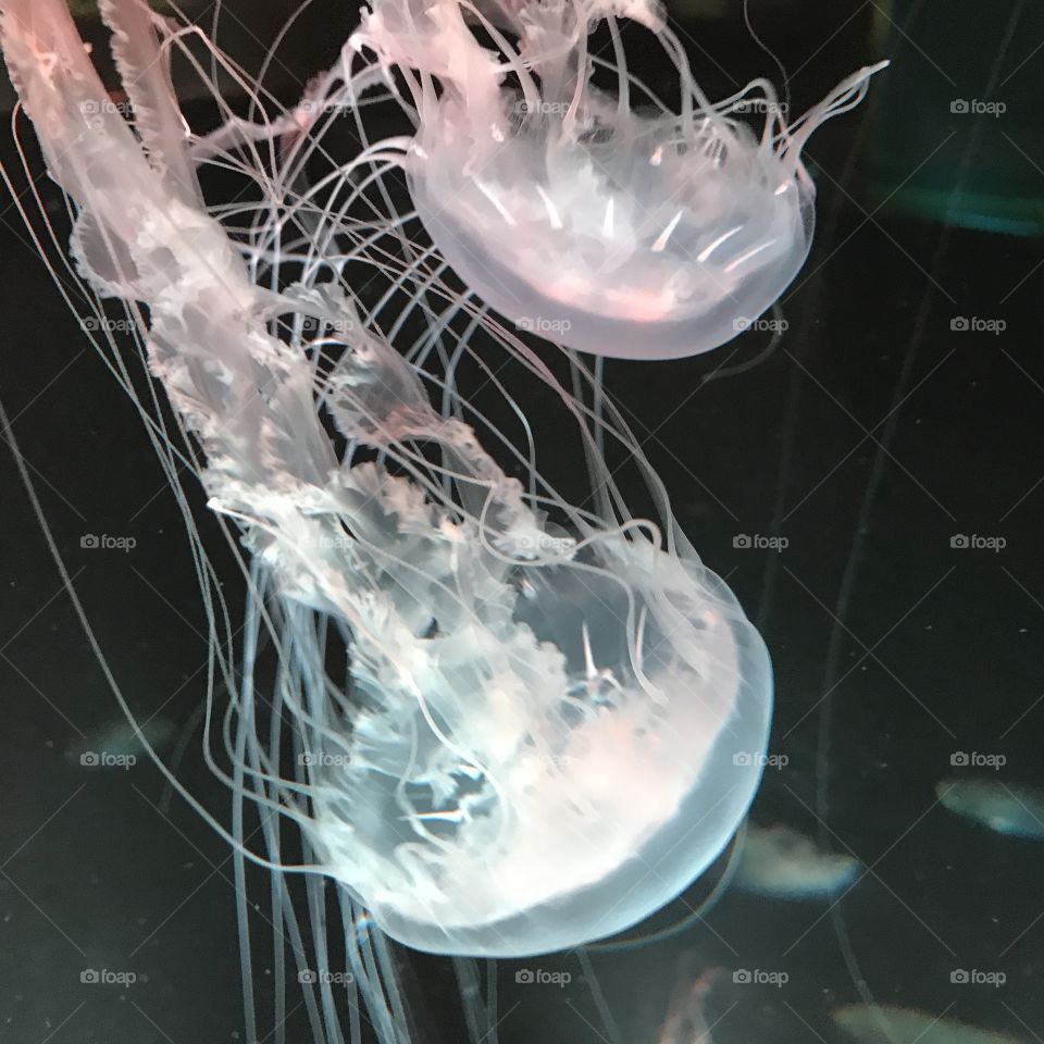 Jellyfish at Moody Gardens Aquarium, Galveston Texas