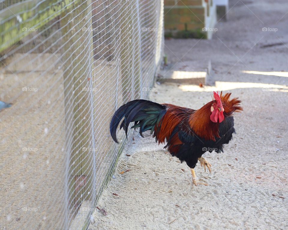 A rooster