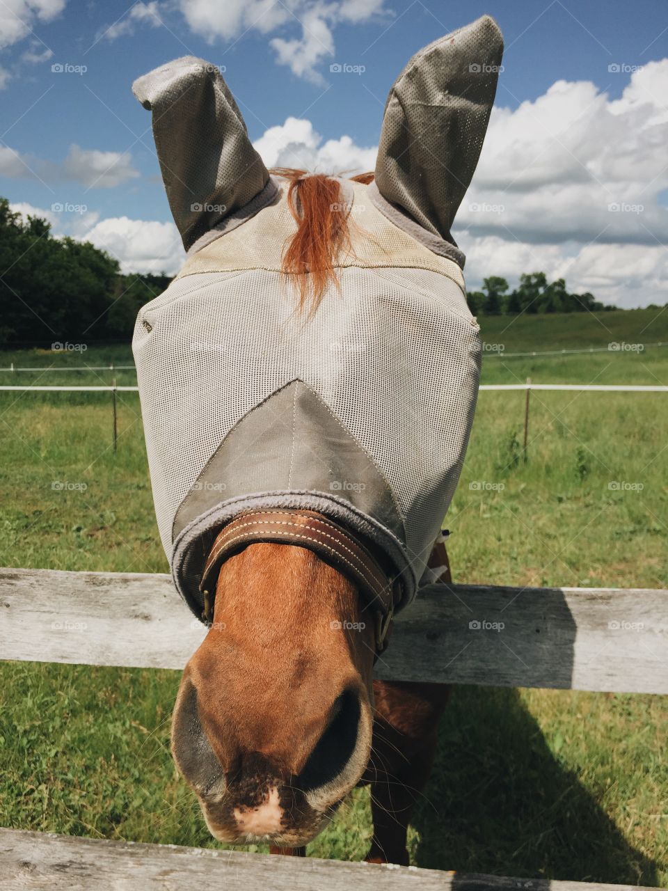 Horse face with fly mask