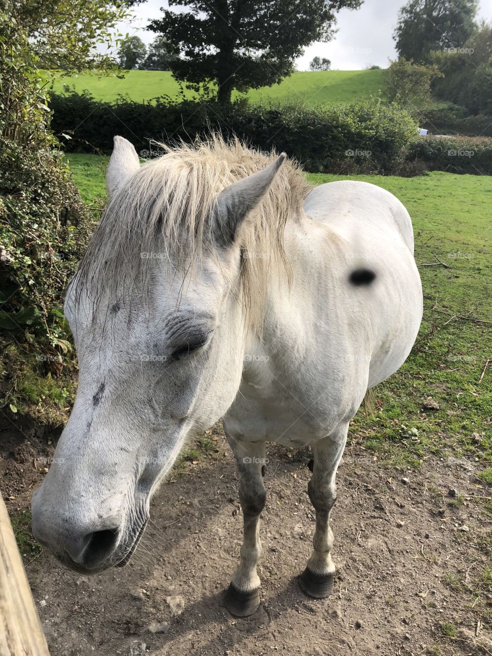 For those who are not familiar with Dartmoor ponies, l have showcased one or to here.