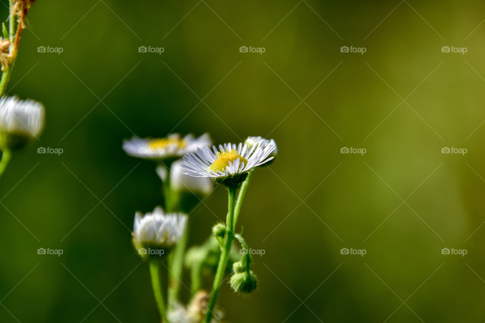 close-up pretty flower
