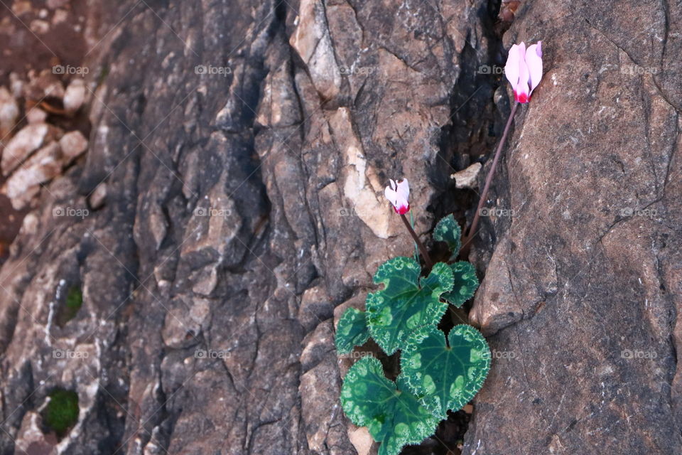 Rocks also complete the beauty of the flowers .
