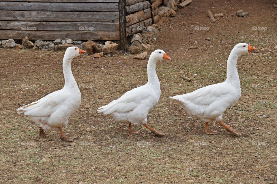 Three white geese follow each other