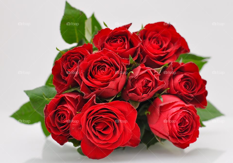 Close-up of a red rose