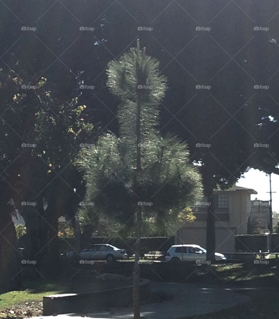 The Tree of Life

Published by:
HappyBrownMonkey 