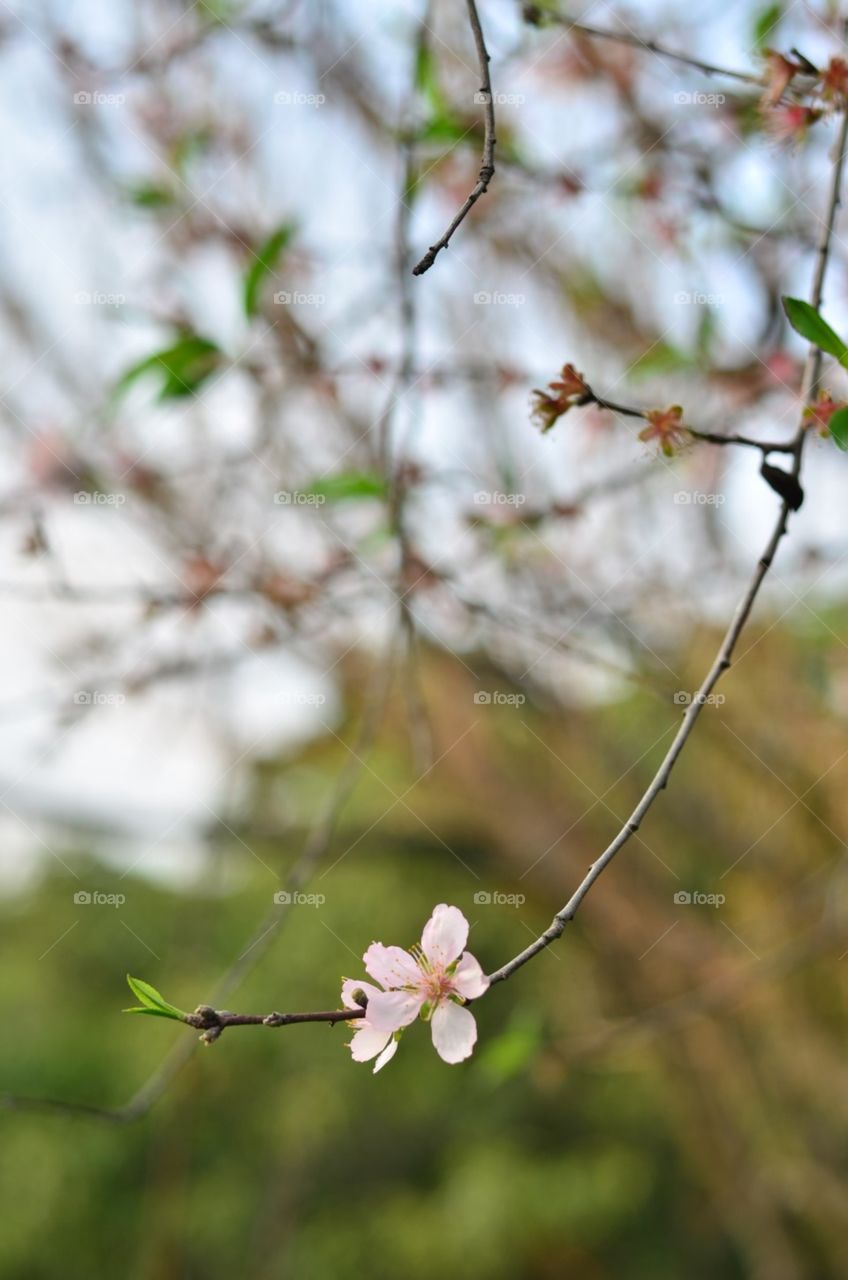 flower