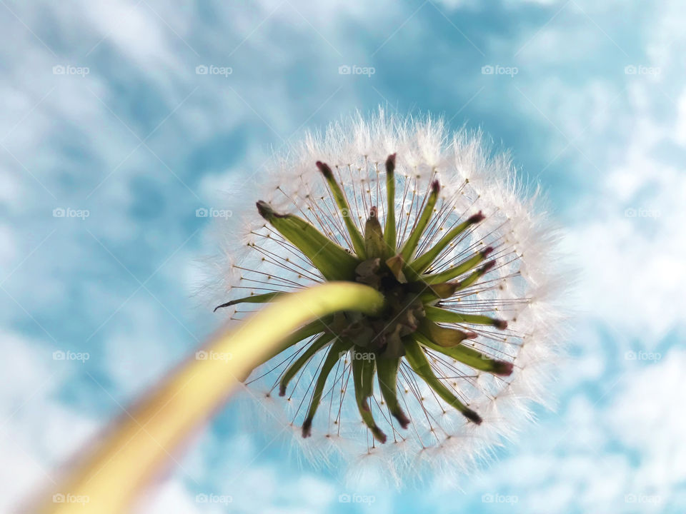 Fluffy dandelion in front of a blue cloudy sky 