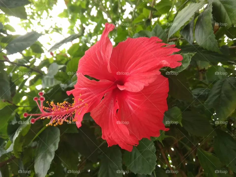 flower
