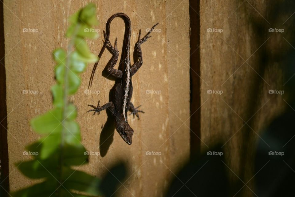 Small Lizard on a Fence