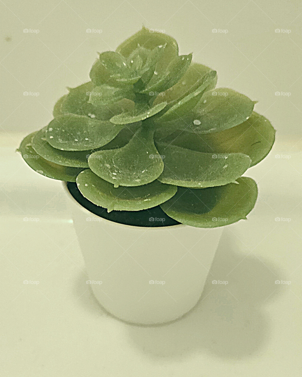 Flower Vase || Plant in Flower Vase