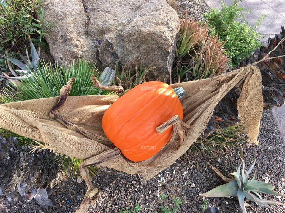 No Person, Garden, Leaf, Nature, Outdoors