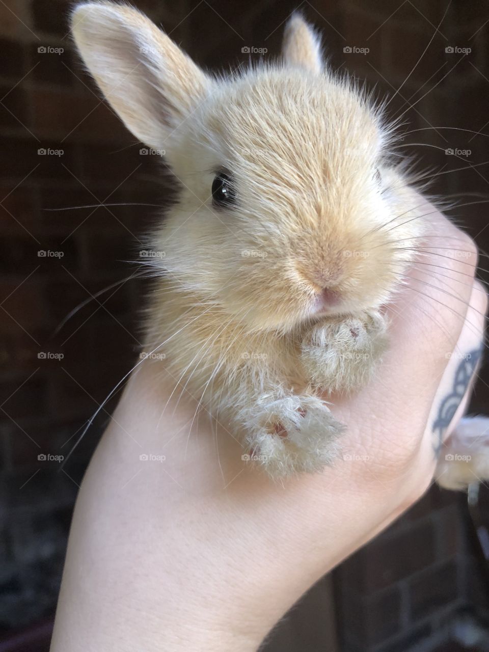 A precious baby bunny face 