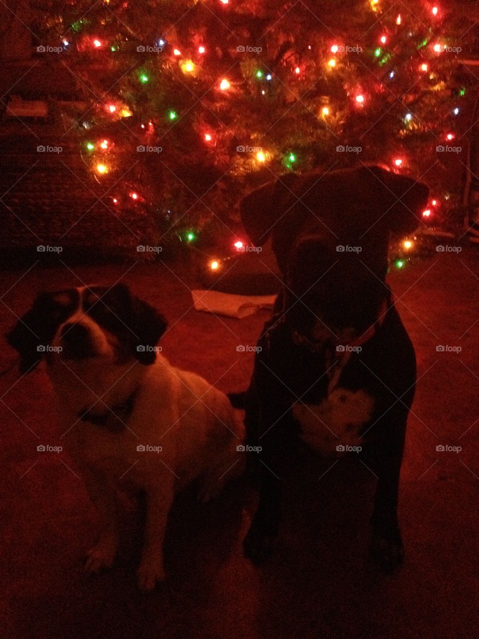 two (2) dogs (bandit and kayla) sitting infront of christmas tree