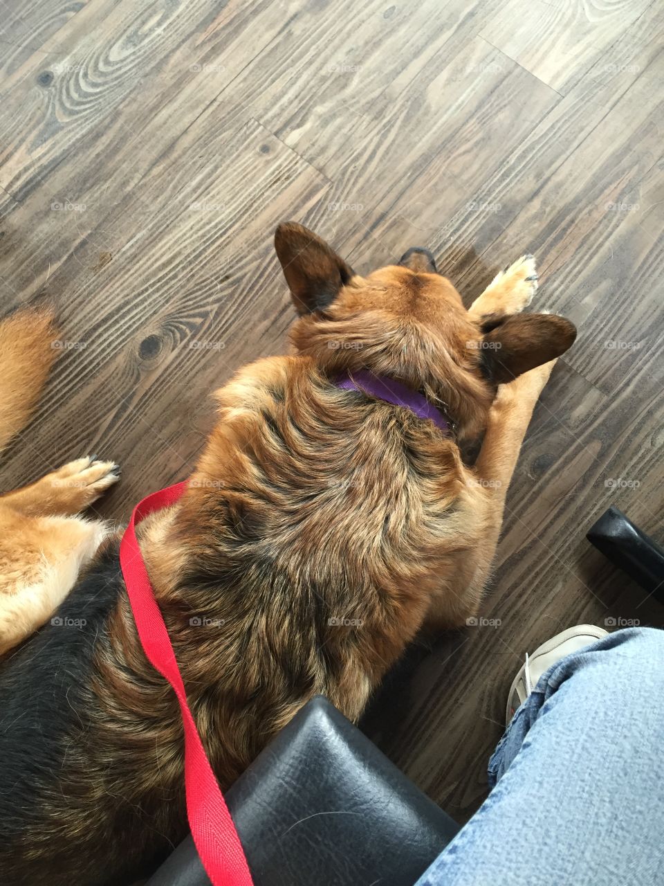 High angle view of dog sitting on hardwood floor