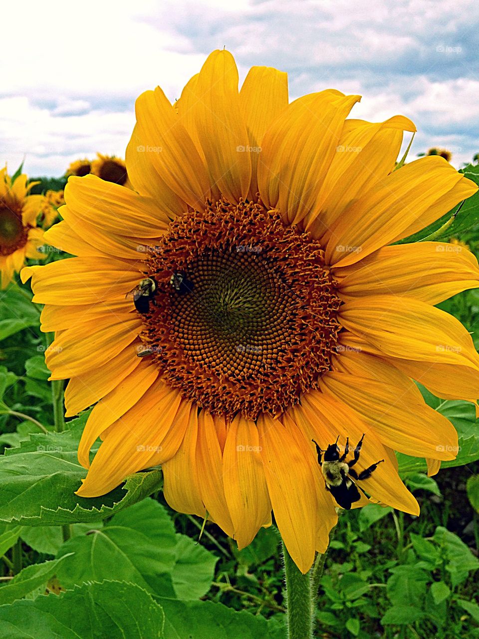 Bees pollination on sunflower at field