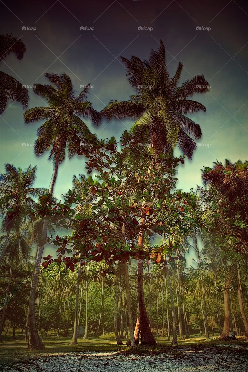 Koh tao palms