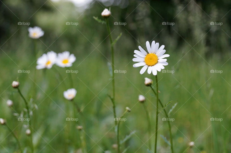 Chamomile