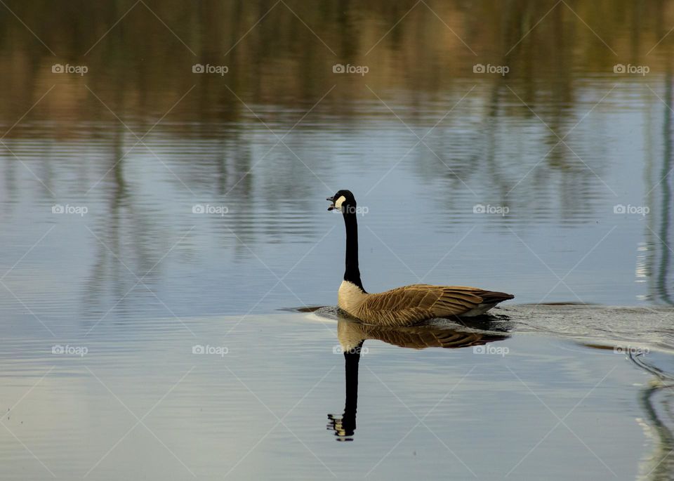 Goose calling out on the water