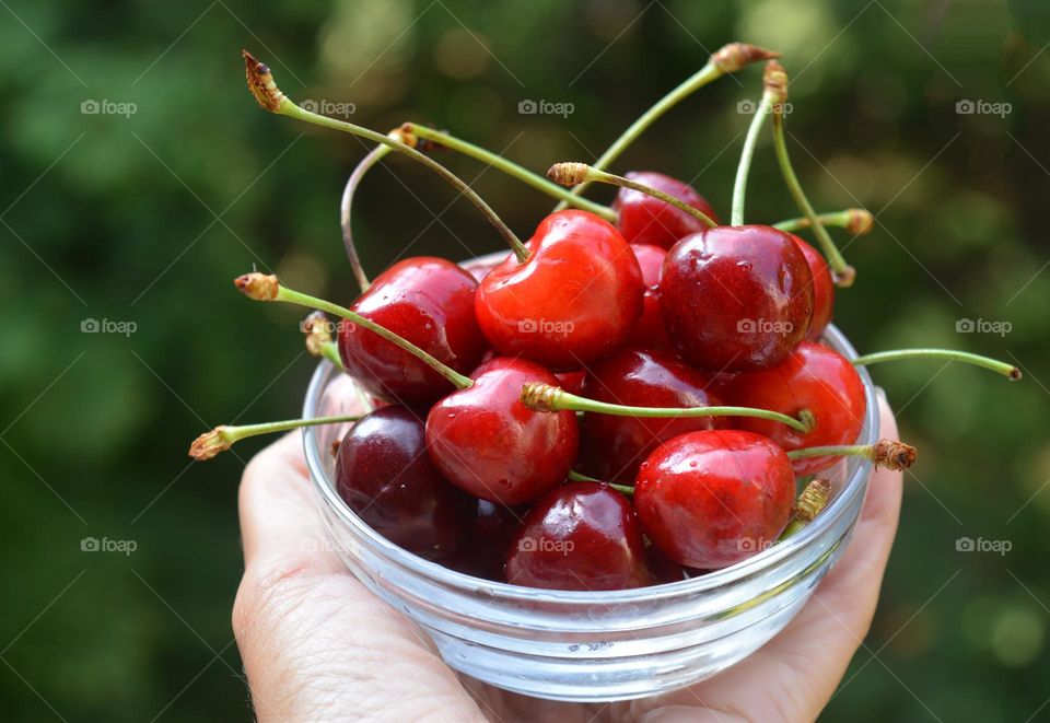 fresh red cherries on a plate in the hand green background summer time, summer tasty food