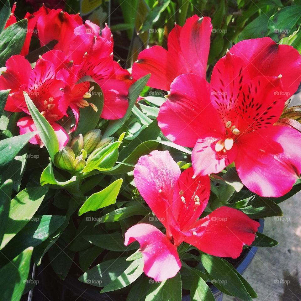 A Flower I Wish I Knew The Name Of