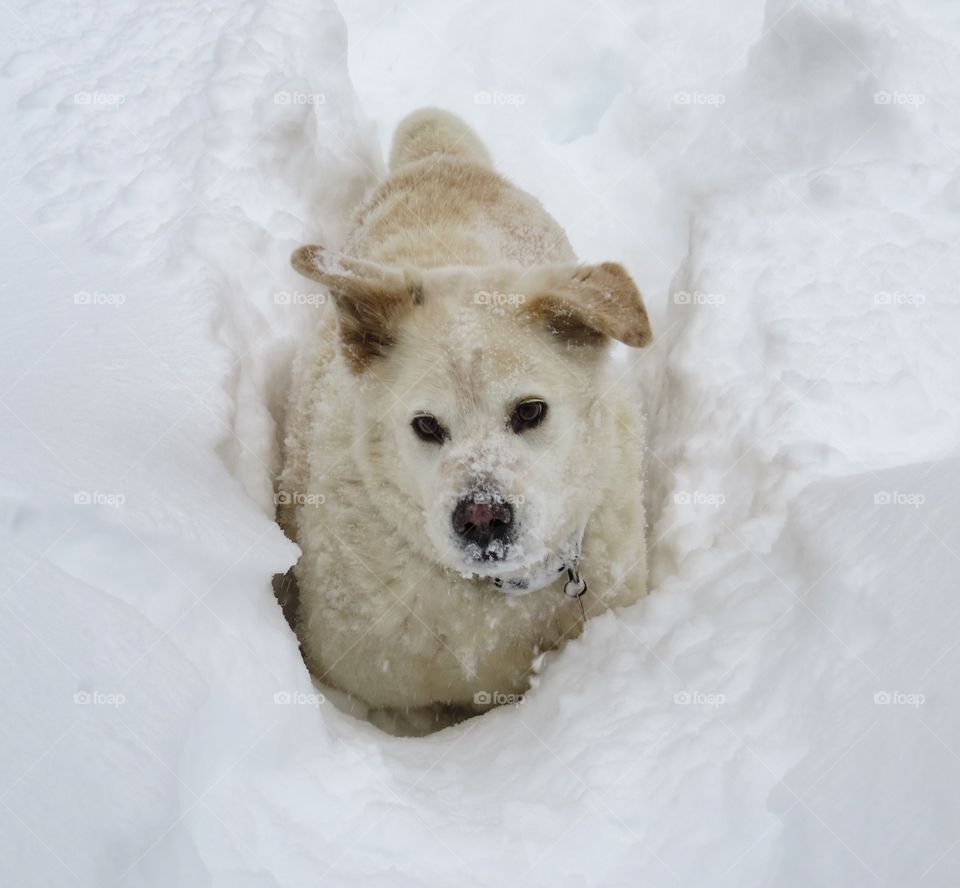 Large Labrador standing in the snow.