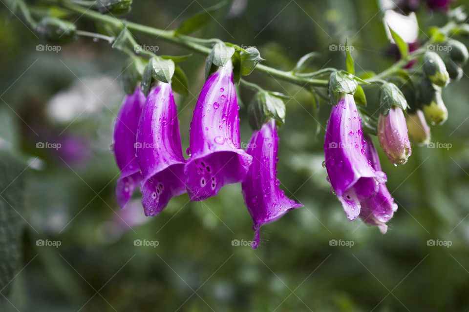 Close up view of digitalis purpurea flower ( lady's glove ) against green grass background