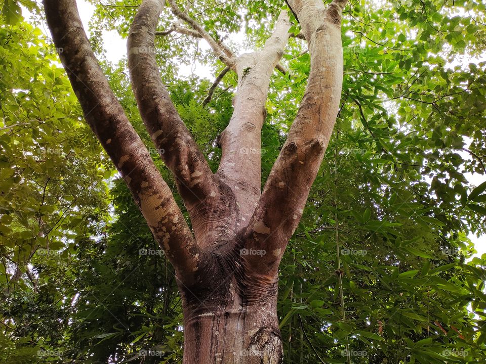 big wood in the middle of the forest