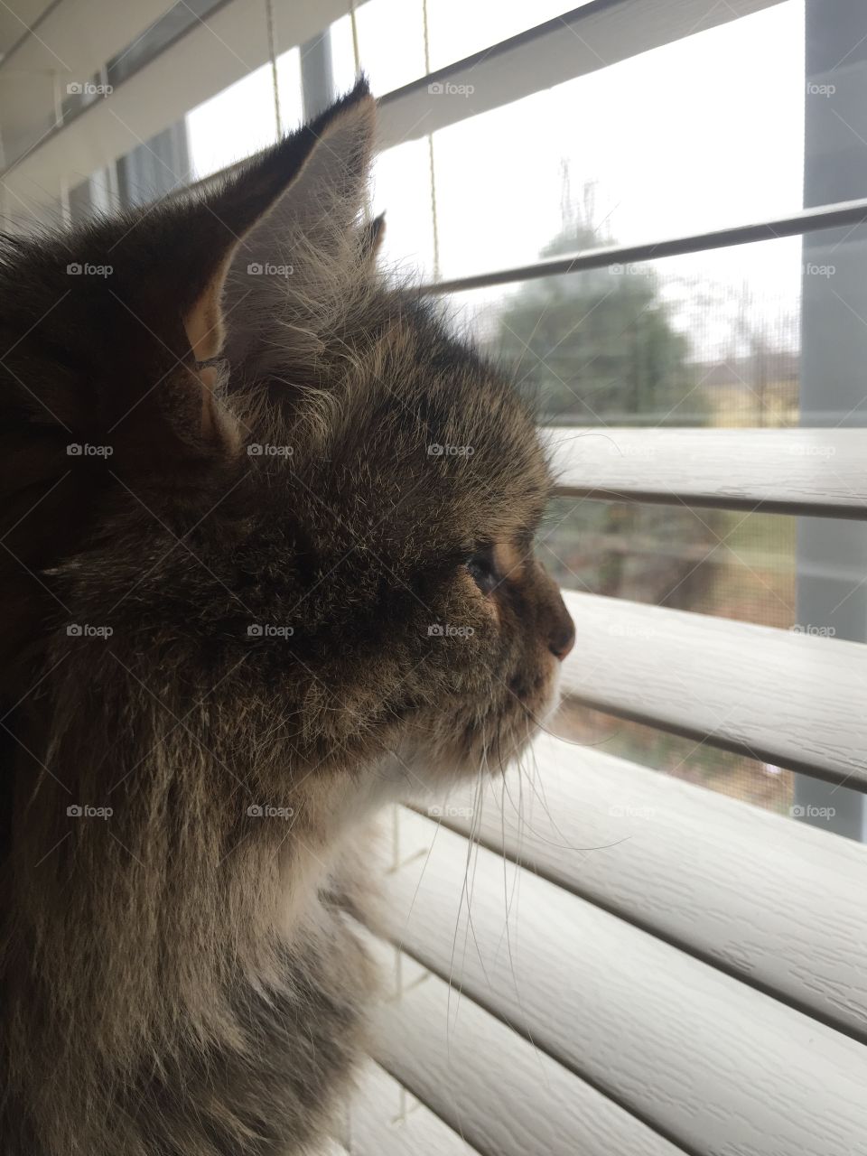 Cat in the window