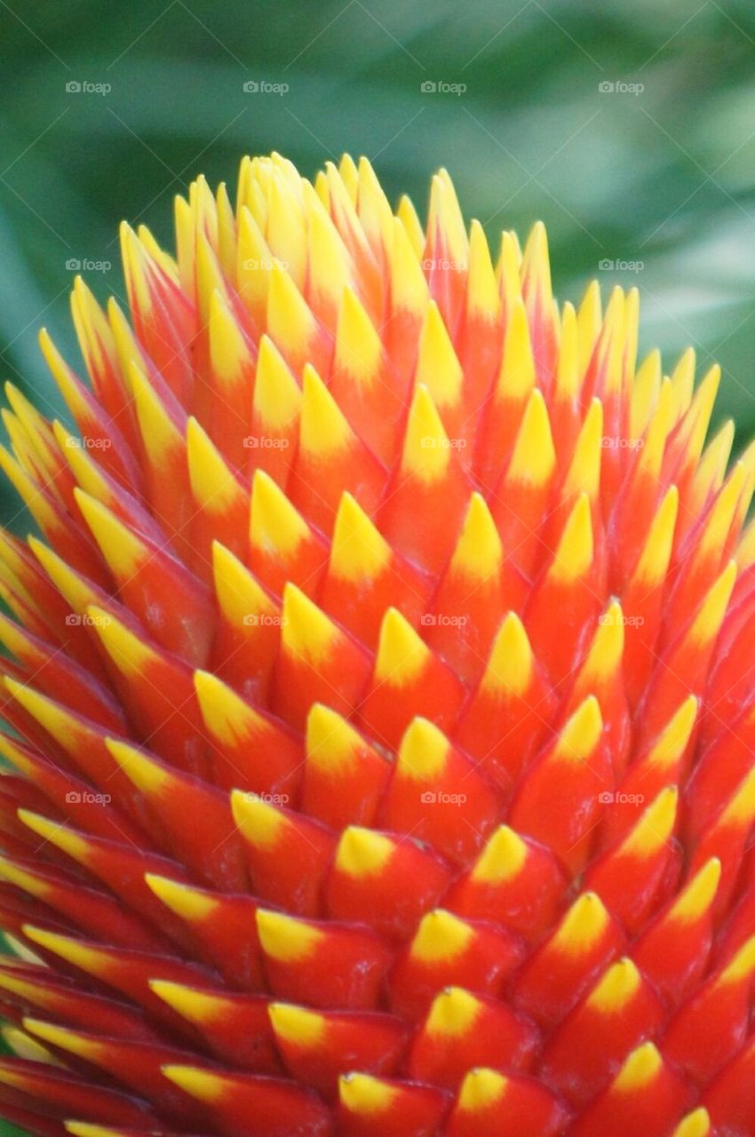 Candy corn flower