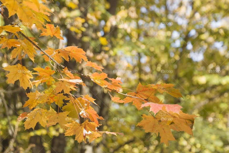 Beautiful autumn leaves on the tree