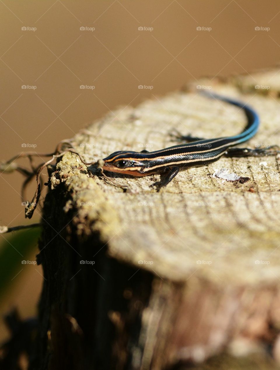 blue tailed skink lizard