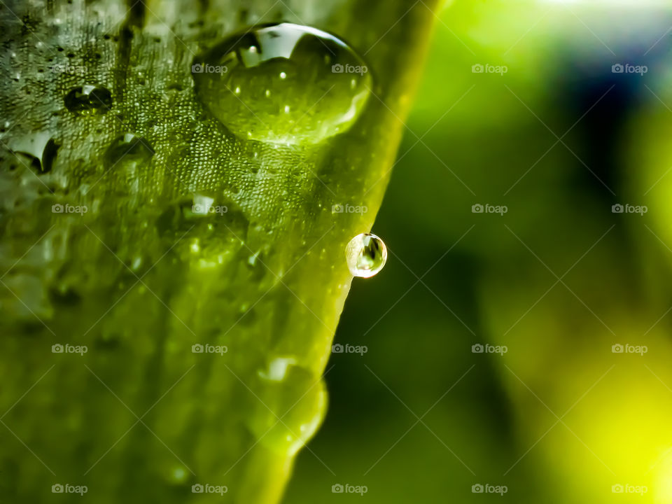 droplet water on green leaf
