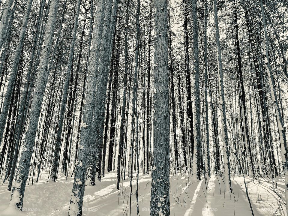 A winter forest with sunlight knifing through the tree trunks.