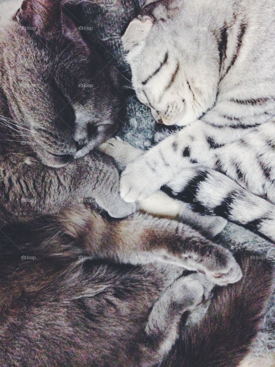 Funny cats sleeping together 