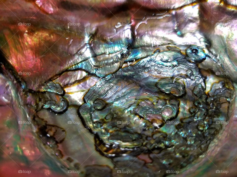 Extreme close-up of a beautiful abalone shell