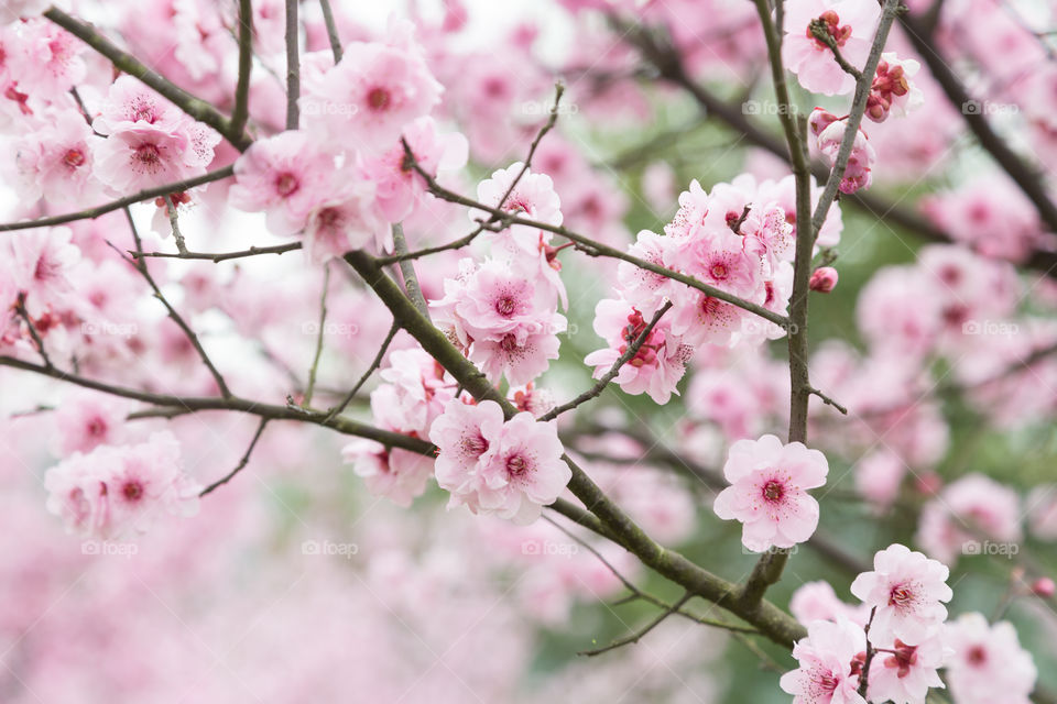 Cherry blossom tree