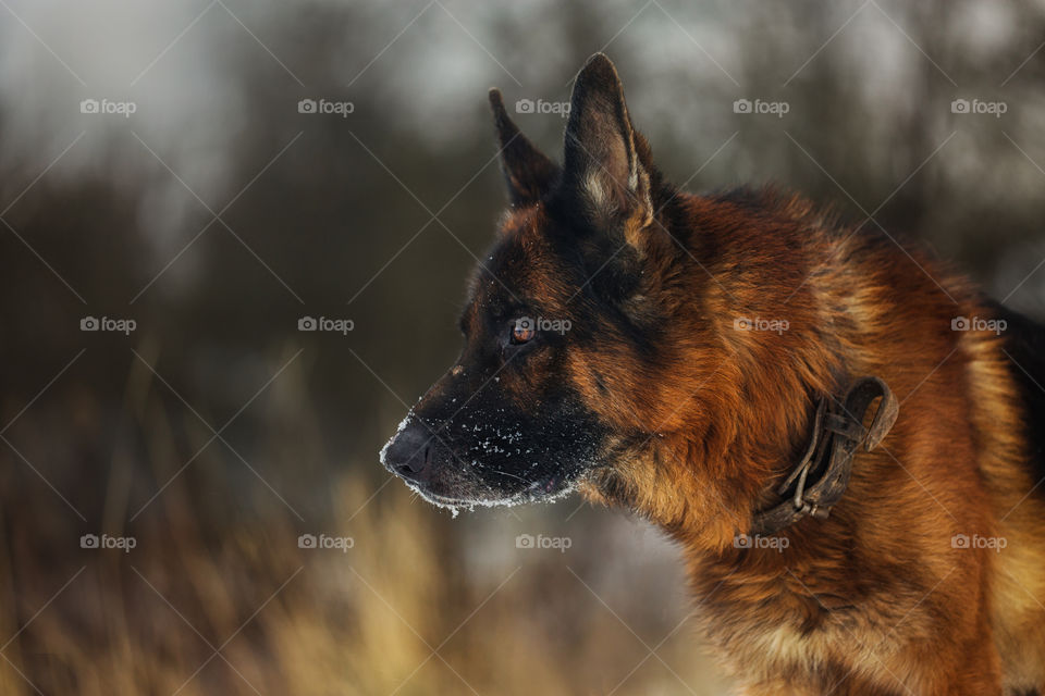 German shepherd dog outdoor portrait in winter forest