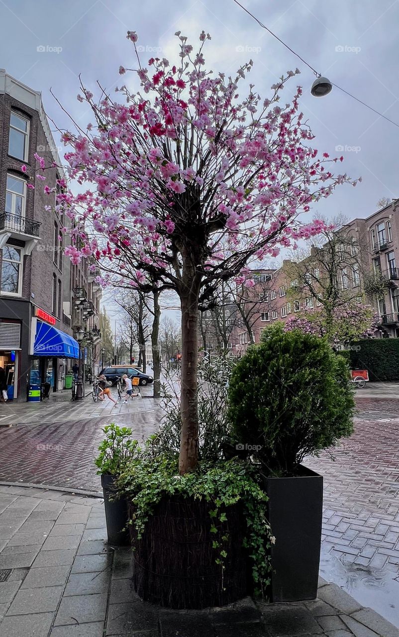 Urban city life: single blooming cherry tree sakura at the city crossroad