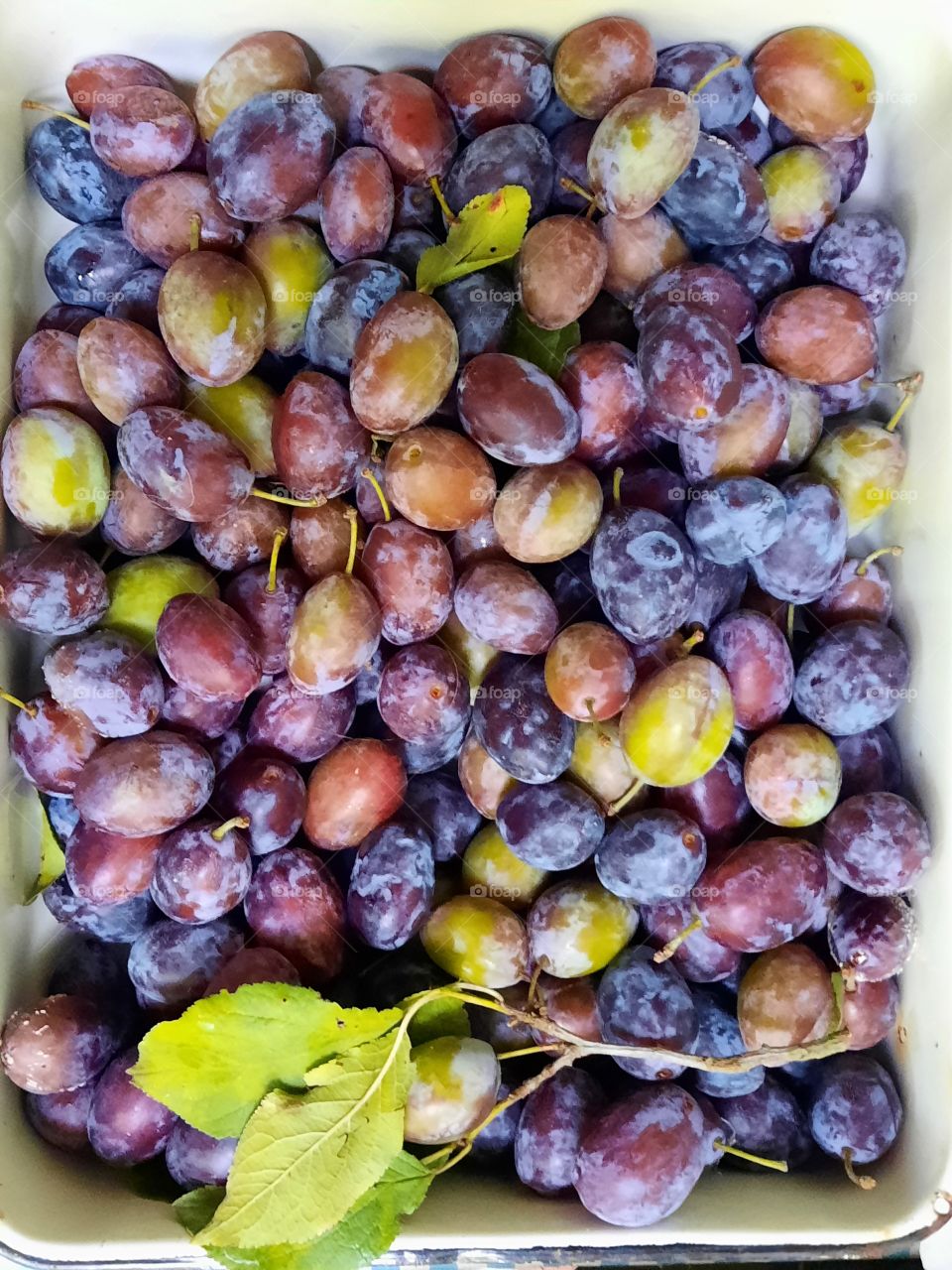 plum harvest