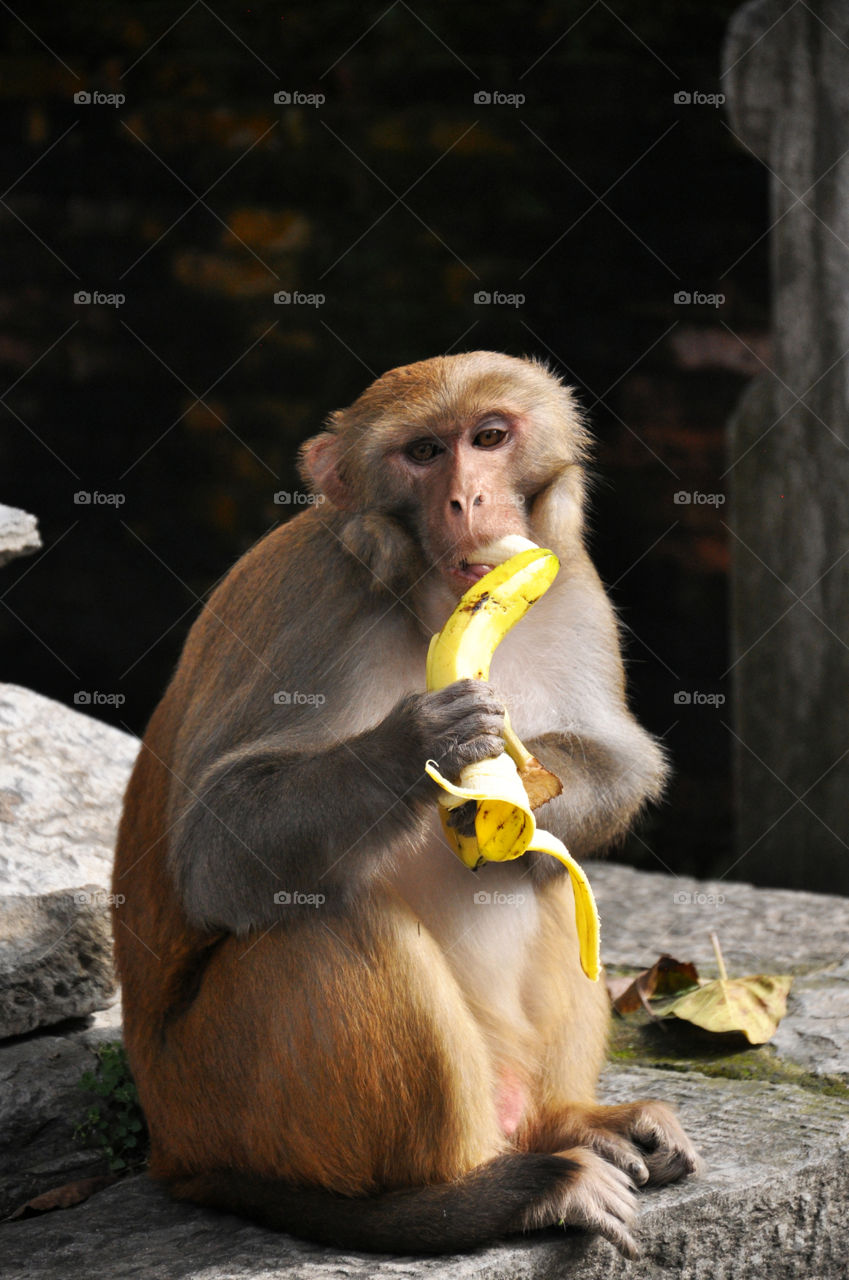 monkey eating banana in Kathmandu