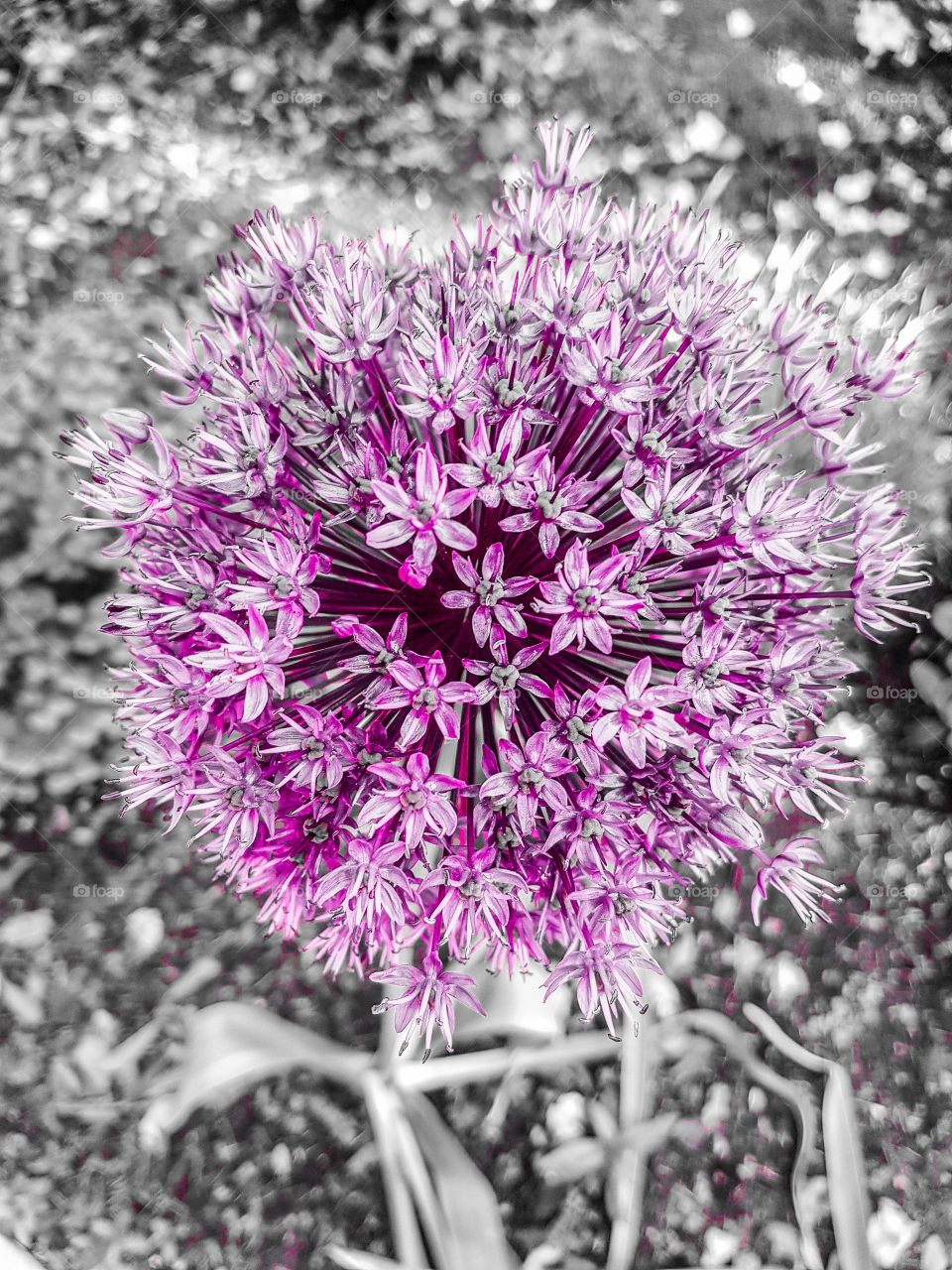 Black and white photo of Allium with a splash of magenta.
