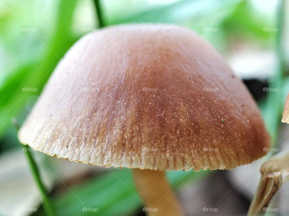 Mushroom