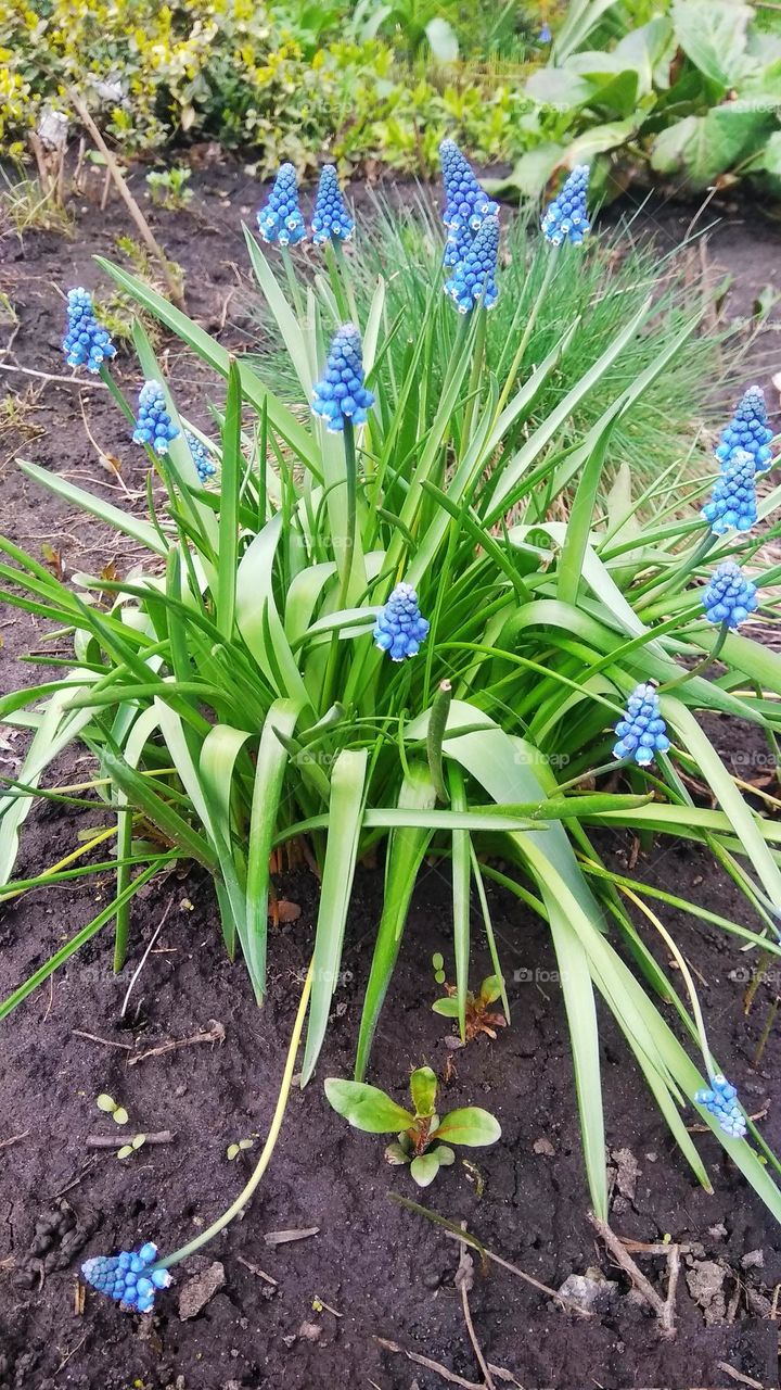 Mobile series plants